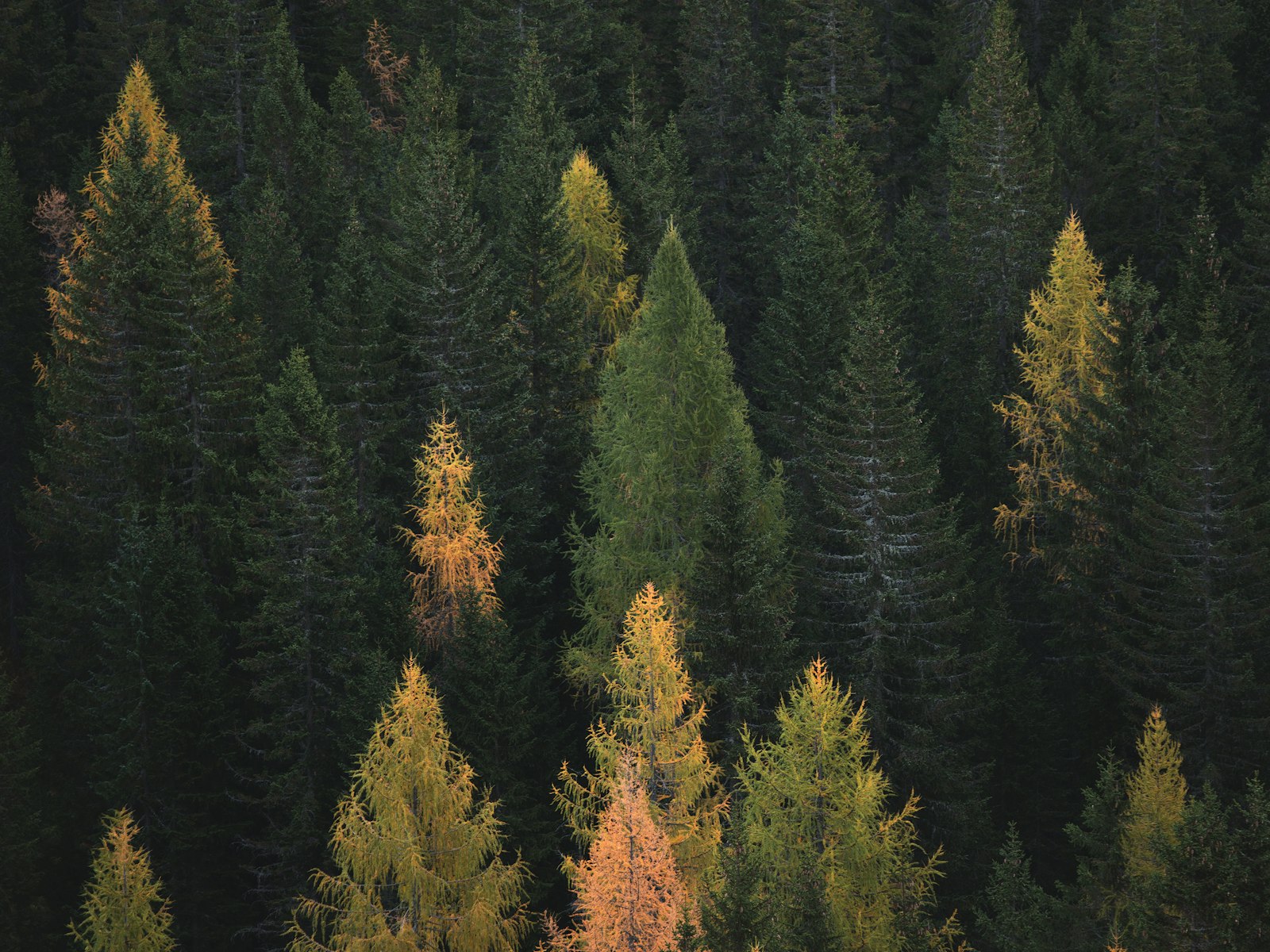 Autumn forest with golden leaves